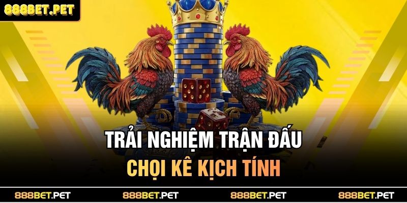 Trải nghiệm trận đấu chọi kê kịch tính